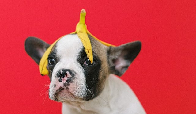 How to Find Cheap French Bulldog Puppies Under $500?