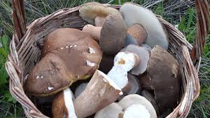 What Are Your Options For Dealing With Rusty White Mushrooms?
